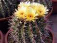 /album/fotogaleria-fotogaleria/notocactus-submammulosus-174-sa-p5240017-jpg/